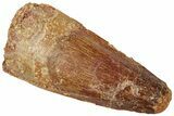 Fossil Spinosaurus Tooth - Real Dinosaur Tooth #312974-1